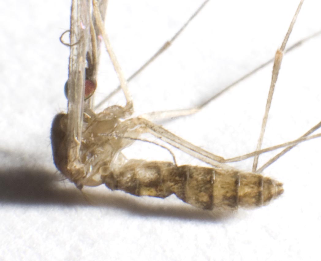 Culex e Aedes